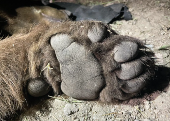 This species hadn’t called CA mountains home for 20 years. Now there’s a new resident