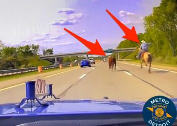 The cowboy who wrangled a runaway cow on a Michigan freeway says he jumped into action after seeing the mayhem on social media
