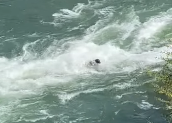 Bear is swept into raging rapids ‘no human could have survived,’ California video shows