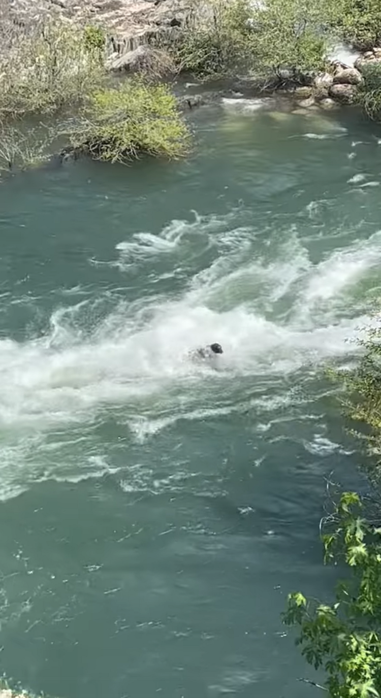 Bear is swept into raging rapids ‘no human could have survived,’ California video shows