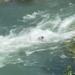 Bear is swept into raging rapids ‘no human could have survived,’ California video shows