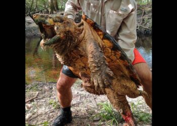 Alligator snapping turtles found in an unexpected part of Florida, baffling experts