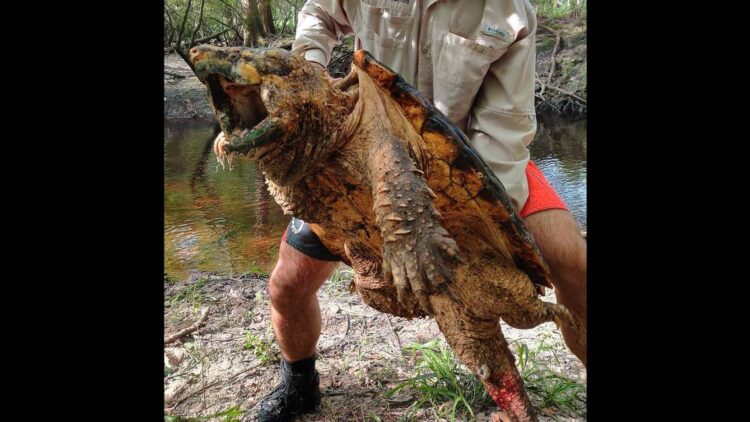 Alligator snapping turtles found in an unexpected part of Florida, baffling experts