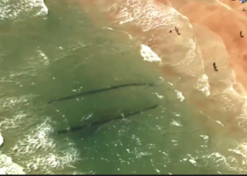 Shipwreck found off Florida beach is much larger than originally suspected, team says