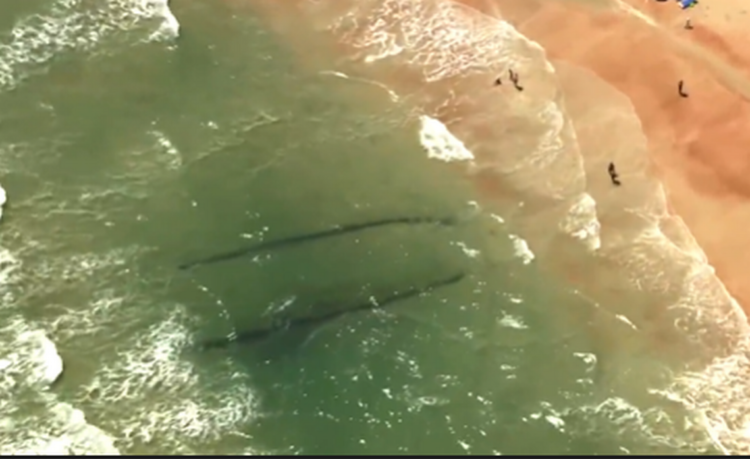 Shipwreck found off Florida beach is much larger than originally suspected, team says