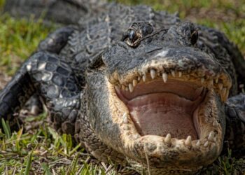What to do if you see an alligator and how to survive an attack, according to a wildlife expert who keeps pet gators