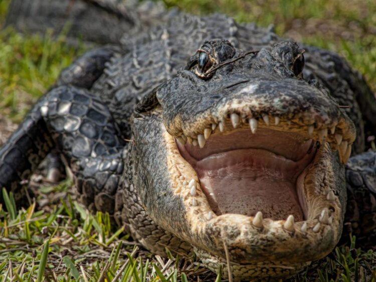 What to do if you see an alligator and how to survive an attack, according to a wildlife expert who keeps pet gators