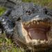What to do if you see an alligator and how to survive an attack, according to a wildlife expert who keeps pet gators