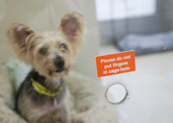 Across town from show dogs, a labor to save suffering ones