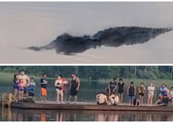 Lurking alligator traps swimmers on platform in middle of Texas lake, videos show