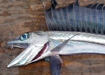 Strange, 7-foot-long cannibalistic fish with fangs that live in the deep sea are washing up on the West Coast and scientists don’t know why