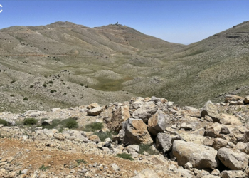 ‘Rare’ creature with ‘secretive lifestyle’ discovered as new species in Middle East