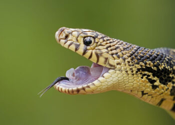 Memphis ‘snake factory’ transplants slither into their new home in Louisiana