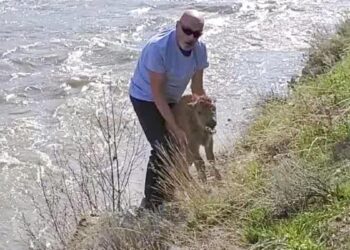 Yellowstone kills baby bison after park guest ‘disturbs’ the animal