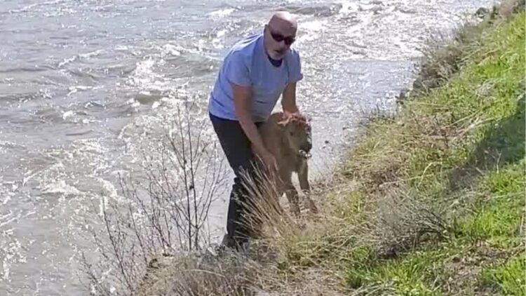 Yellowstone kills baby bison after park guest ‘disturbs’ the animal