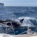 Killer whales learn to sink yachts off Gibraltar