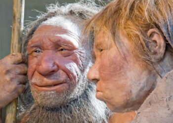 Explained | Are Neanderthals to blame for the long and short of the human nose?