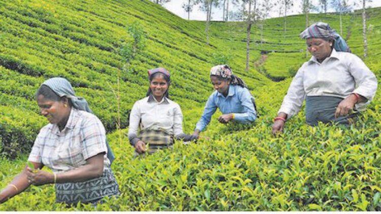 Malaiyaha Tamils | Two hundred years of struggle