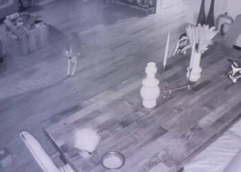 Coyote comes face-to-face with cat inside home, California video shows. ‘Terrified’