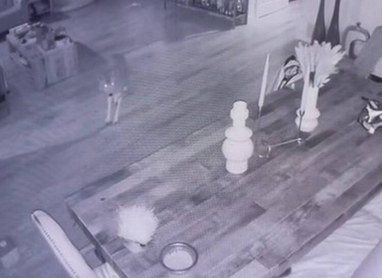 Coyote comes face-to-face with cat inside home, California video shows. ‘Terrified’