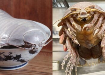 Taipei restaurant introduces ramen dish topped with giant isopod