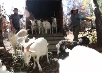 Chile's 'firefighting goats' protect forests