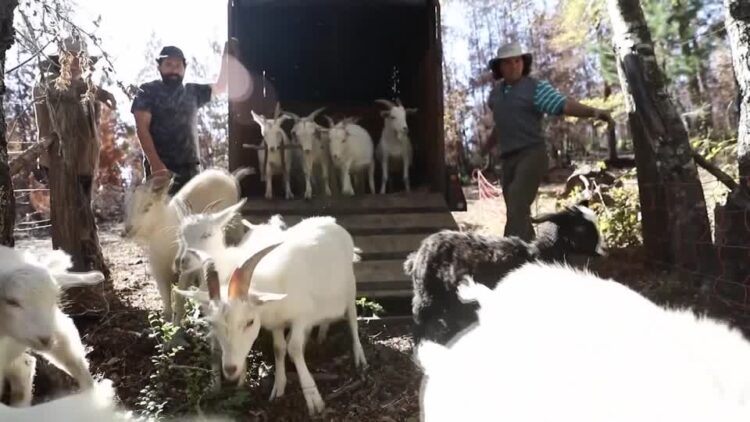 Chile's 'firefighting goats' protect forests