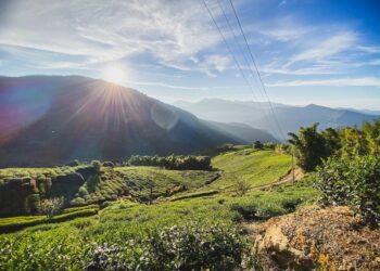 Rare creature — as adorable as it is dangerous — spotted on farm in Taiwan, photos show
