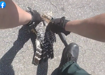 Watch hawk get rescued from death’s grip as two Florida deputies wrangle angry snake
