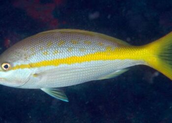 Florida’s catch limit on yellowtail snapper is 10. Police say this fisherman had 107