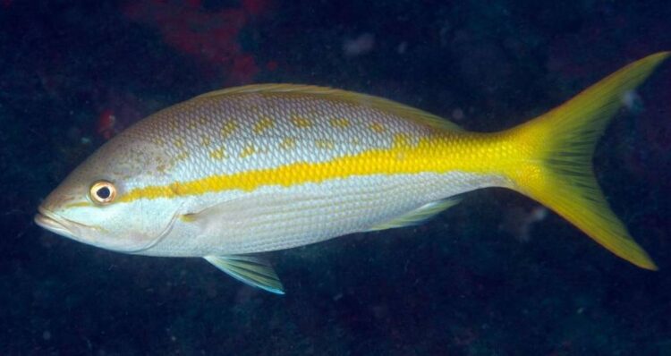 Florida’s catch limit on yellowtail snapper is 10. Police say this fisherman had 107
