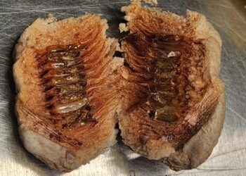 US customs found a swarm of 630 live insect larvae crawling in a shipment of artificial flowers at New York’s JFK airport