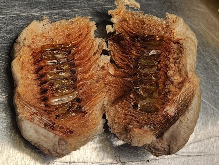 US customs found a swarm of 630 live insect larvae crawling in a shipment of artificial flowers at New York’s JFK airport