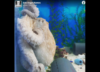 Octopus lashes out when he wakes up, perhaps from a nightmare. See the ‘intense’ video