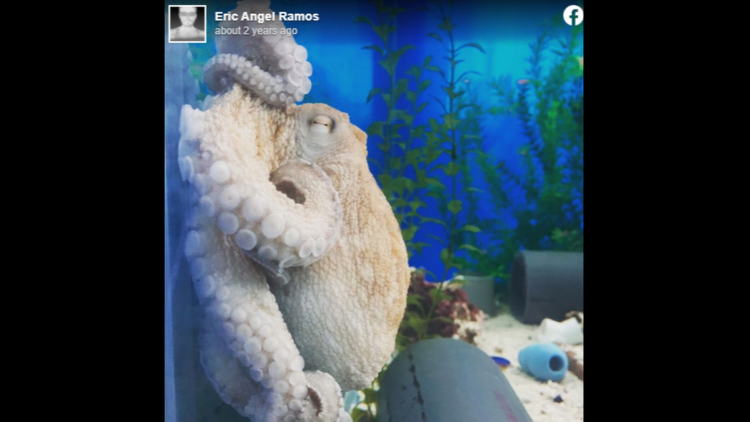 Octopus lashes out when he wakes up, perhaps from a nightmare. See the ‘intense’ video