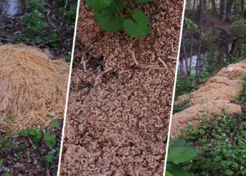Neighbors say they’ve solved the case of mystery macaroni dumped in NJ woods
