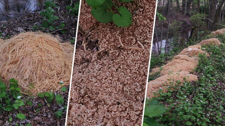 Neighbors say they’ve solved the case of mystery macaroni dumped in NJ woods