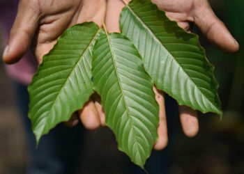 After  million worth of kratom is seized, FDA continues to warn of its dangers