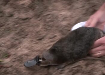 Platypus returns to Australia’s oldest national park