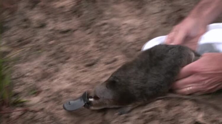 Platypus returns to Australia’s oldest national park