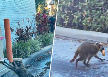 Raccoon politely orders a doughnut from a Dunkin’ drive-thru ‘like a regular’