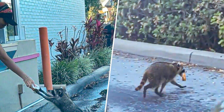 Raccoon politely orders a doughnut from a Dunkin’ drive-thru ‘like a regular’