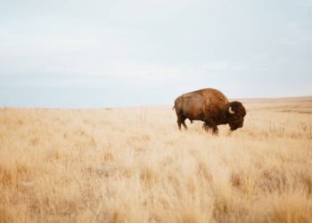 A ‘1 in 10 million’ bison is born at Wyoming state park. See photo of the rare calf
