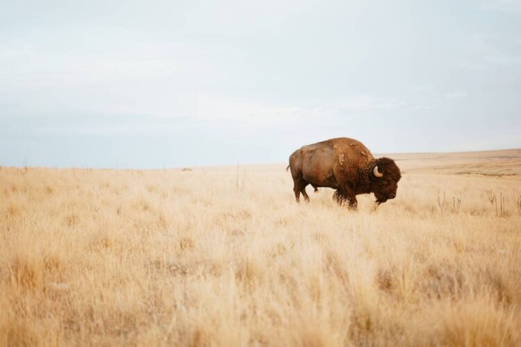 A ‘1 in 10 million’ bison is born at Wyoming state park. See photo of the rare calf