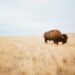 A ‘1 in 10 million’ bison is born at Wyoming state park. See photo of the rare calf