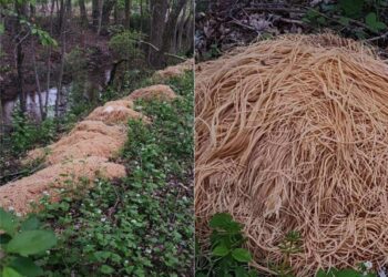 The mysterious piles of pasta found in a New Jersey forest likely came from a stockpile of food a man found in his dead mother’s home, neighbor says