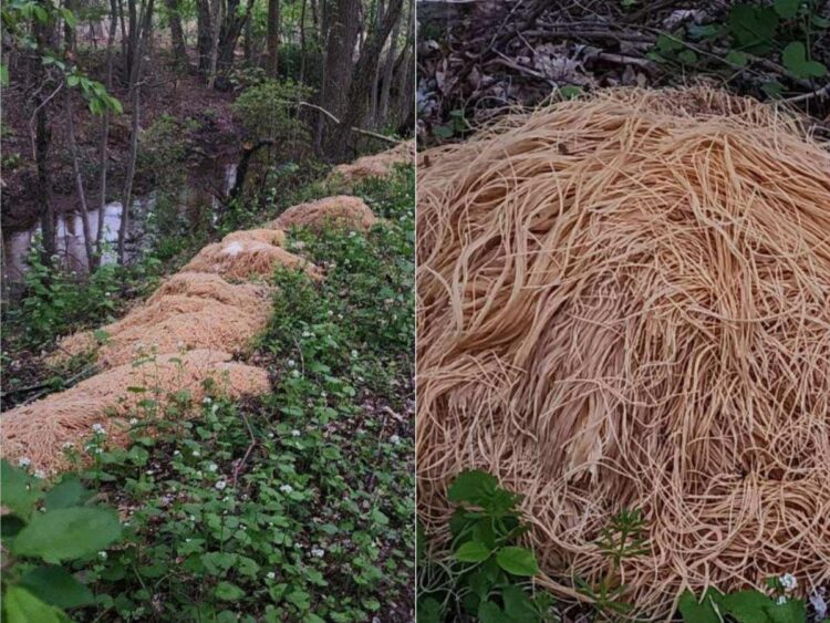 The mysterious piles of pasta found in a New Jersey forest likely came from a stockpile of food a man found in his dead mother’s home, neighbor says