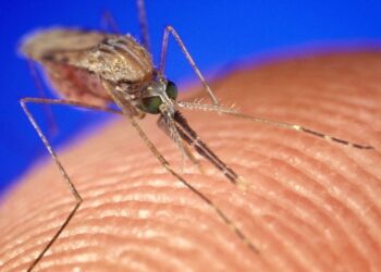 What mosquitoes are most attracted to in human body odor is revealed