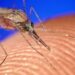 What mosquitoes are most attracted to in human body odor is revealed