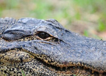 Massive alligator caught on video slowly crossing SC neighborhood street. Take a look